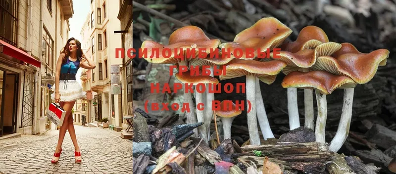 дарнет шоп  Тутаев  Псилоцибиновые грибы Cubensis 