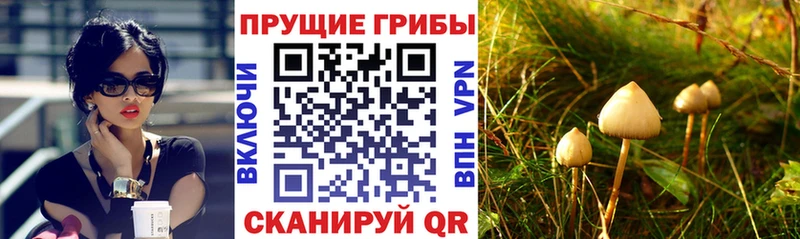 Галлюциногенные грибы Cubensis  Тутаев 